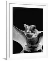 California Mastiff Bat, A.K.A. "Eumops"-Andreas Feininger-Framed Photographic Print