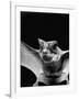 California Mastiff Bat, A.K.A. "Eumops"-Andreas Feininger-Framed Photographic Print