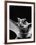 California Mastiff Bat, A.K.A. "Eumops"-Andreas Feininger-Framed Photographic Print