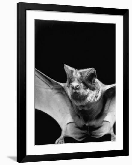 California Mastiff Bat, A.K.A. "Eumops"-Andreas Feininger-Framed Photographic Print