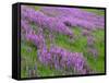 California, Meadow of Blooming Riverbank Lupine and Spring Grass in the Bald Hills-John Barger-Framed Stretched Canvas