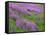 California, Meadow of Blooming Riverbank Lupine and Spring Grass in the Bald Hills-John Barger-Framed Stretched Canvas