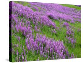 California, Meadow of Blooming Riverbank Lupine and Spring Grass in the Bald Hills-John Barger-Stretched Canvas