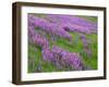 California, Meadow of Blooming Riverbank Lupine and Spring Grass in the Bald Hills-John Barger-Framed Photographic Print