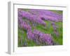 California, Meadow of Blooming Riverbank Lupine and Spring Grass in the Bald Hills-John Barger-Framed Photographic Print