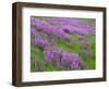 California, Meadow of Blooming Riverbank Lupine and Spring Grass in the Bald Hills-John Barger-Framed Photographic Print