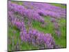 California, Meadow of Blooming Riverbank Lupine and Spring Grass in the Bald Hills-John Barger-Mounted Photographic Print