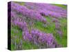 California, Meadow of Blooming Riverbank Lupine and Spring Grass in the Bald Hills-John Barger-Stretched Canvas