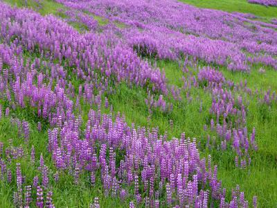 https://imgc.allpostersimages.com/img/posters/california-meadow-of-blooming-riverbank-lupine-and-spring-grass-in-the-bald-hills_u-L-Q13C9M40.jpg?artPerspective=n