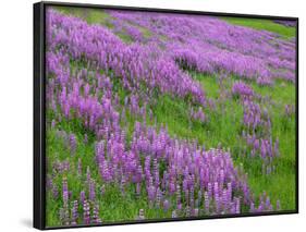 California, Meadow of Blooming Riverbank Lupine and Spring Grass in the Bald Hills-John Barger-Framed Photographic Print