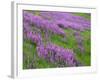 California, Meadow of Blooming Riverbank Lupine and Spring Grass in the Bald Hills-John Barger-Framed Photographic Print