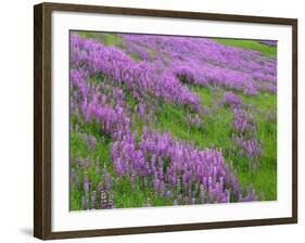 California, Meadow of Blooming Riverbank Lupine and Spring Grass in the Bald Hills-John Barger-Framed Photographic Print