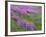 California, Meadow of Blooming Riverbank Lupine and Spring Grass in the Bald Hills-John Barger-Framed Photographic Print