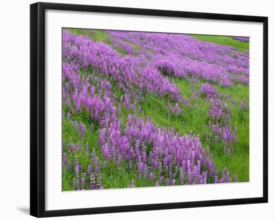 California, Meadow of Blooming Riverbank Lupine and Spring Grass in the Bald Hills-John Barger-Framed Photographic Print