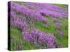 California, Meadow of Blooming Riverbank Lupine and Spring Grass in the Bald Hills-John Barger-Stretched Canvas