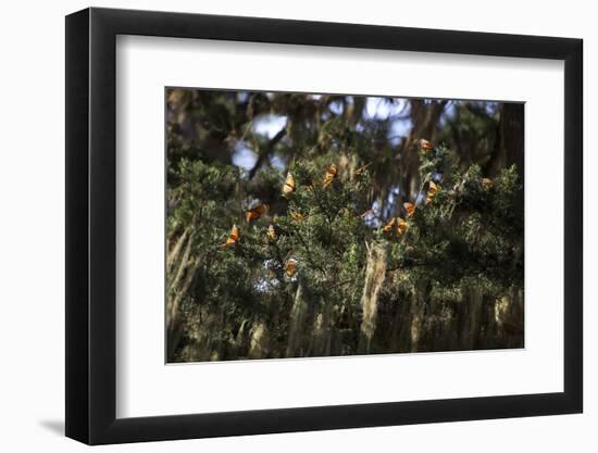 California. Monarch Butterflies at Monarch Grove Butterfly Sanctuary-Kymri Wilt-Framed Photographic Print
