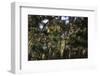 California. Monarch Butterflies at Monarch Grove Butterfly Sanctuary-Kymri Wilt-Framed Photographic Print