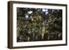 California. Monarch Butterflies at Monarch Grove Butterfly Sanctuary-Kymri Wilt-Framed Photographic Print