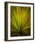 California Monocot-Todd France-Framed Photographic Print