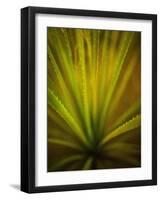 California Monocot-Todd France-Framed Photographic Print