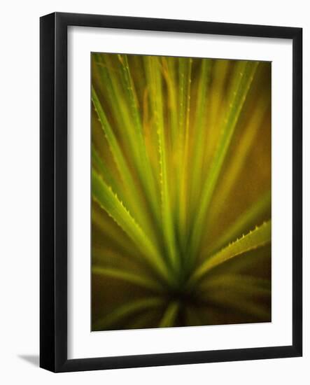 California Monocot-Todd France-Framed Photographic Print