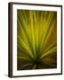 California Monocot-Todd France-Framed Photographic Print