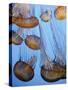 California, Monterey Bay Acquarium, Pacific Sea Nettle Jellyfish, USA-Michele Falzone-Stretched Canvas