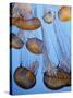 California, Monterey Bay Acquarium, Pacific Sea Nettle Jellyfish, USA-Michele Falzone-Stretched Canvas