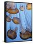 California, Monterey Bay Acquarium, Pacific Sea Nettle Jellyfish, USA-Michele Falzone-Framed Stretched Canvas