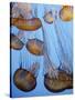 California, Monterey Bay Acquarium, Pacific Sea Nettle Jellyfish, USA-Michele Falzone-Stretched Canvas