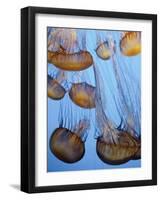 California, Monterey Bay Acquarium, Pacific Sea Nettle Jellyfish, USA-Michele Falzone-Framed Photographic Print