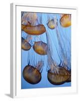 California, Monterey Bay Acquarium, Pacific Sea Nettle Jellyfish, USA-Michele Falzone-Framed Photographic Print