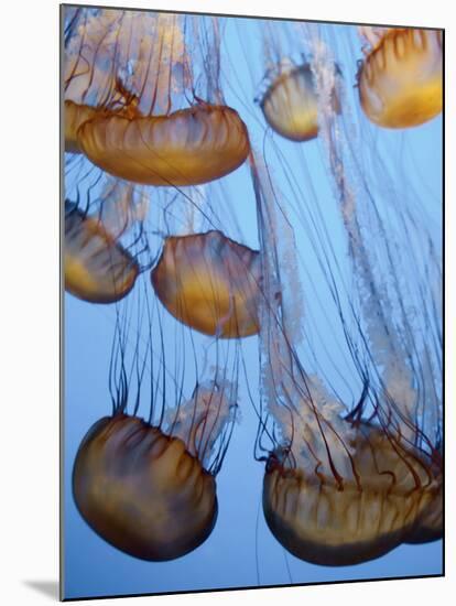 California, Monterey Bay Acquarium, Pacific Sea Nettle Jellyfish, USA-Michele Falzone-Mounted Photographic Print