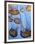 California, Monterey Bay Acquarium, Pacific Sea Nettle Jellyfish, USA-Michele Falzone-Framed Photographic Print