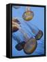 California, Monterey Bay Acquarium, Pacific Sea Nettle Jellyfish, USA-Michele Falzone-Framed Stretched Canvas