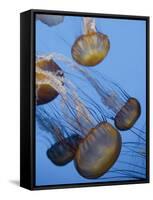 California, Monterey Bay Acquarium, Pacific Sea Nettle Jellyfish, USA-Michele Falzone-Framed Stretched Canvas