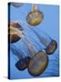 California, Monterey Bay Acquarium, Pacific Sea Nettle Jellyfish, USA-Michele Falzone-Stretched Canvas