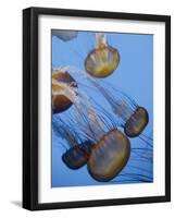 California, Monterey Bay Acquarium, Pacific Sea Nettle Jellyfish, USA-Michele Falzone-Framed Photographic Print