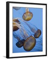 California, Monterey Bay Acquarium, Pacific Sea Nettle Jellyfish, USA-Michele Falzone-Framed Photographic Print