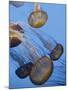 California, Monterey Bay Acquarium, Pacific Sea Nettle Jellyfish, USA-Michele Falzone-Mounted Photographic Print