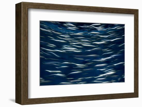 California, Monterey. Swimming Anchovies-Judith Zimmerman-Framed Photographic Print