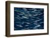 California, Monterey. Swimming Anchovies-Judith Zimmerman-Framed Photographic Print