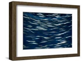 California, Monterey. Swimming Anchovies-Judith Zimmerman-Framed Photographic Print