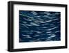 California, Monterey. Swimming Anchovies-Judith Zimmerman-Framed Photographic Print