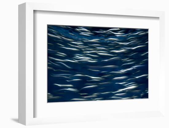 California, Monterey. Swimming Anchovies-Judith Zimmerman-Framed Photographic Print