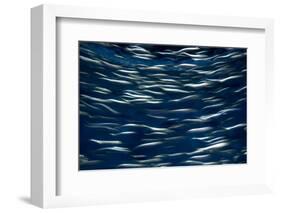 California, Monterey. Swimming Anchovies-Judith Zimmerman-Framed Photographic Print