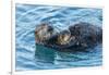 California, Morro Bay. Sea Otter Parent and Pup-Jaynes Gallery-Framed Photographic Print