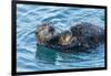 California, Morro Bay. Sea Otter Parent and Pup-Jaynes Gallery-Framed Photographic Print