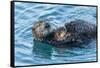 California, Morro Bay. Sea Otter Parent and Pup-Jaynes Gallery-Framed Stretched Canvas