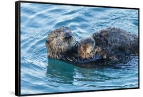 California, Morro Bay. Sea Otter Parent and Pup-Jaynes Gallery-Framed Stretched Canvas